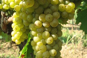 Vitis vinifera Monarch